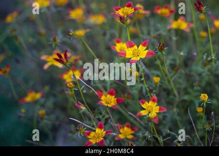 Mise au point sélective de fleurs Bidens lumineuses Banque D'Images