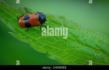 Gros plan du coléoptère du sac de fourmis recouvert de gouttelettes de pluie sur la feuille verte Banque D'Images