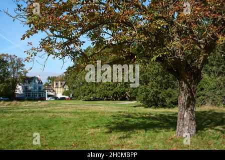 Chislehurst Common dans le quartier de Londres de Bromley, Kent, sud-est de l'Angleterre, en regardant vers le Crown Inn Banque D'Images