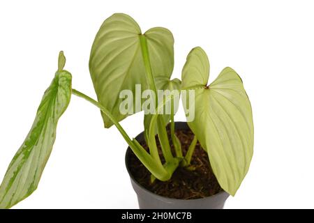 Verso des feuilles de la maison tropicale 'Philodendron Mamei' montrant des pétioles aux bords raflés sur fond blanc Banque D'Images