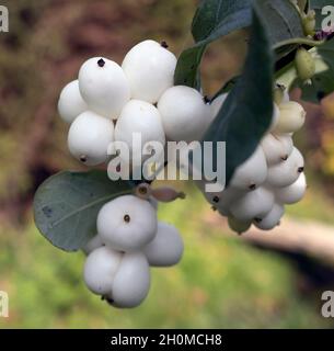 Symphoricarpos albus (L.)S. F.Blak ; Snowberry, Common Snowberry, Waxberry, mûre à feuilles minces,Baie des neiges du Nord, coralberry blanc en gros plan Banque D'Images