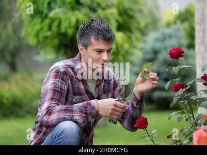 Beau jeune jardinier avec des ciseaux élaguer des roses rouges dans le jardin Banque D'Images