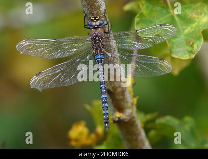 L'empereur Dragonfly est perché sur un arbre avec des ailes ouvertes. Banque D'Images