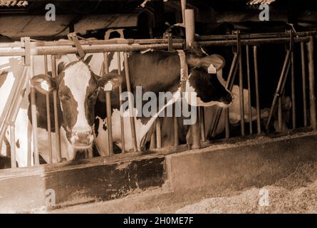 Tilburg, pays-Bas.Vieux et usé stable pour les vaches de production de journal.Comme l'agriculture et la production de journaux agricoles ne sont qu'un passe-temps de nos jours, il devient de plus en plus difficile pour les fameuses d'investir dans de nouveaux biens immobiliers.Collection : gkf-analoog Banque D'Images