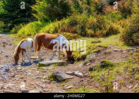 Des poneys sauvages parcourent la région pittoresque qui paît au large des terres pittoresques du parc national de Grayson Highlands, en Virginie, aux États-Unis Banque D'Images