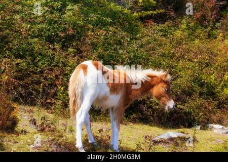 Des poneys sauvages parcourent la région pittoresque qui paît au large des terres pittoresques du parc national de Grayson Highlands, en Virginie, aux États-Unis Banque D'Images