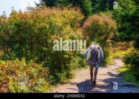 Des poneys sauvages parcourent la région pittoresque qui paît au large des terres pittoresques du parc national de Grayson Highlands, en Virginie, aux États-Unis Banque D'Images