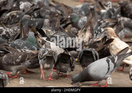 Des pigeons sauvages se sont massés autour de pain jeté dans un parc de Londres Banque D'Images