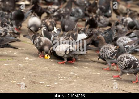 Des pigeons sauvages se sont massés autour de pain jeté dans un parc de Londres Banque D'Images