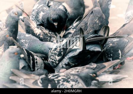 Des pigeons sauvages se sont massés autour de pain jeté dans un parc de Londres Banque D'Images