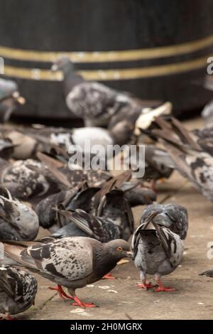 Des pigeons sauvages se sont massés autour de pain jeté dans un parc de Londres Banque D'Images