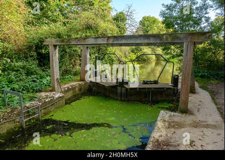 Écluse de Flatford sur la rivière Stour près de Flatford Mill, remplie d'eau stagnante avec de la duckweed et des feuilles.Suffolk, Angleterre. Banque D'Images