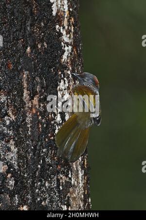 Laughingthrush couronné de châtaignier (Trochalopteron erythrocephalum nigrimentum) alimentation des adultes à la sève de l'arbre Eaglenest, Arunachal Pradesh, IndeJanvier Banque D'Images