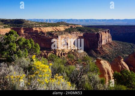 Vue sur le monument national du Colorado avec fleurs jaunes au premier plan et ciel bleu au-dessus Banque D'Images