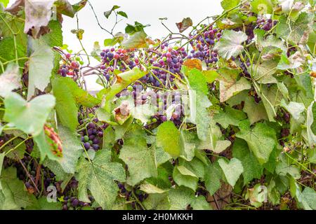 branches et feuilles séchées et fruits du vignoble affectés par les ravageurs du jardin Banque D'Images