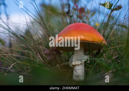 Vue sur les champignons Amanita entre l'herbe Banque D'Images