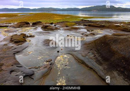 Zone marémotrice - Port Hardy, île de Vancouver, Colombie-Britannique, Canada Banque D'Images