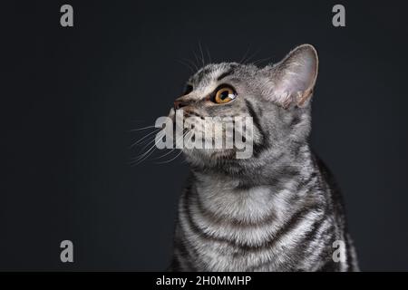 Shorthair photo de chat en studio sur fond noir Banque D'Images