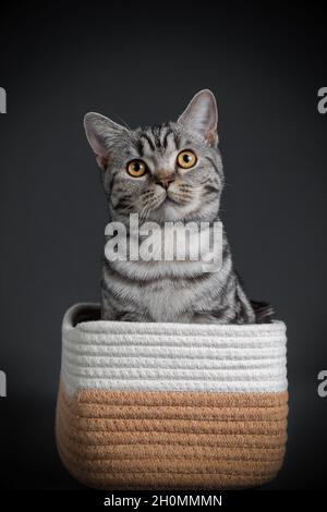 Portrait de chat assis dans un panier isolé sur fond gris noir Banque D'Images