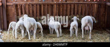 Vue arrière des moutons et des agneaux mangeant de la mangeoire en bois dans la grange Banque D'Images