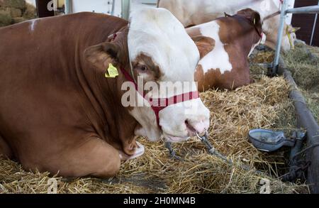 Portrait de taureau (bovins Simmental) allongé sur de la paille dans une vache stable Banque D'Images