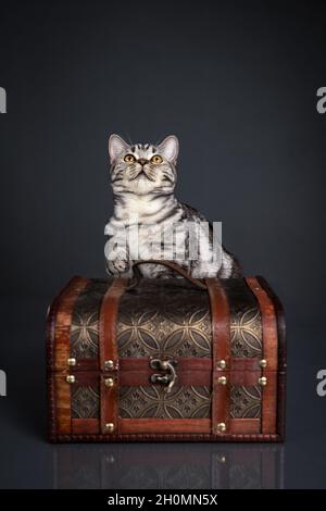 Portrait de chat assis derrière la poitrine en regardant isolé sur fond noir Banque D'Images