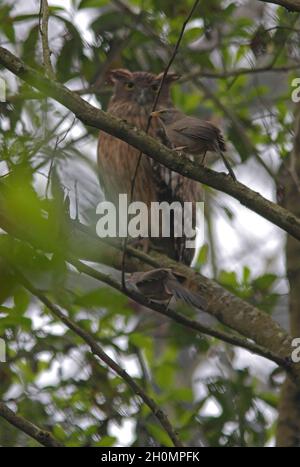 Babbler de la jungle (Turdoides striata striata) et la chouette brune (Ketupa zeylonensis) deux barboteurs Mobbing Owl Chitwan NP, NépalJanvier Banque D'Images