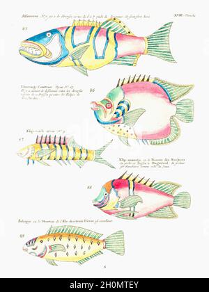 Louis Renard poisson fantaisie vintage Banque D'Images