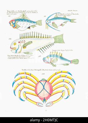 Louis Renard poisson fantaisie vintage Banque D'Images