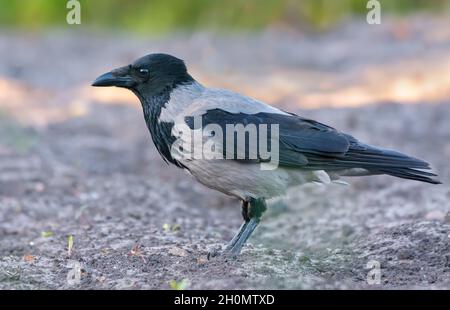 Le corbeau à capuchon adulte (Corvus cornix) se dresse sur le sol au printemps matin Banque D'Images