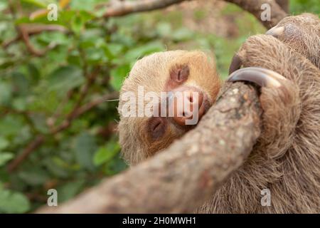 Spécimen du soloth à deux doigts de Hoffmann, ou Choloepus hoffmanni, accroché à une branche, endormi, dans la forêt amazonienne, à la faune de dos Loritos res Banque D'Images