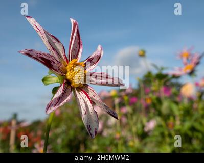 Superbes fleurs de dahlia en forme d'étoile par le nom Destiny's Teacher, photographiées dans un ciel bleu clair dans le jardin RHS Wisley, Surrey, Royaume-Uni. Banque D'Images