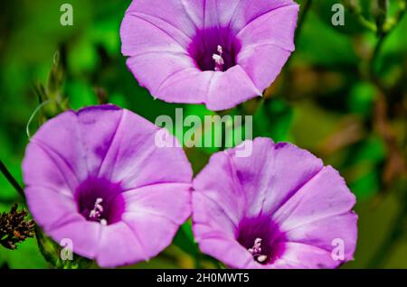 Purple Morning Glory (Ipomoea purpurea) grandit sauvage, 9 octobre 2021, à Irvington, Alabama.La gloire du matin peut atteindre 6-9 mètres de haut. Banque D'Images