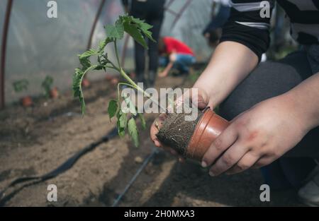 Gros plan de la main du fermier en sortant le germe de tomate du pot de fleur et en replantant dans le sol en serre Banque D'Images