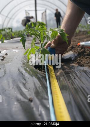 Agriculteur mesurant l'espace entre les plants de tomate pour la plantation en serre Banque D'Images