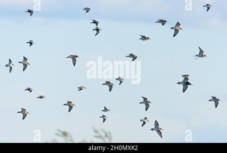 Troupeau mixte de waders en vol de printemps - Ruffs, Phalaropes à col rouge, Dunlins Banque D'Images