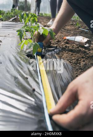 Agriculteur mesurant l'espace entre les plants de tomate pour la plantation en serre Banque D'Images