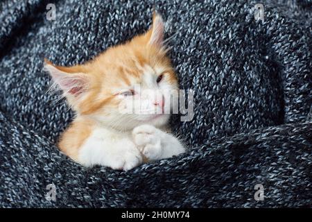 Un joli chaton rouge est enveloppé dans une couverture tricotée en mélange gris foncé.Style de vie Banque D'Images