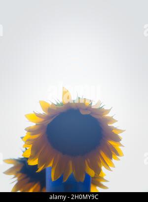 Photo de Sunflowers (Helianthus annuus) dans un vase sur fond blanc Banque D'Images