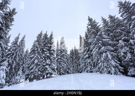 Paysage sur le froid matin d'hiver.Sur la pelouse couverte de neige, il y a un chemin trodden menant aux montagnes.Arbres dans les dérives.Forêt. Banque D'Images