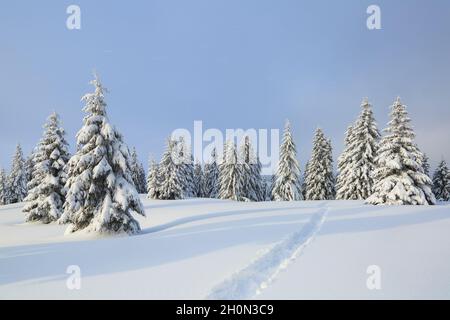 Paysage incroyable par temps froid d'hiver. PIN dans les dérives. Sur la pelouse recouverte de neige, il y a un chemin de trodden menant. Banque D'Images