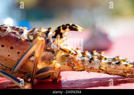 Coquillage molé d'un homard épineux des Caraïbes.Les homards épineux des Caraïbes se développent par mue, ils sortent de leurs vieilles coquilles tout en absorbant l’eau, qui augmente leur taille corporelle ; ils muent environ 25 fois au cours de leurs 5 à 7 premières années de vie, puis une fois par an lorsqu’ils sont plus âgés.Belize. Banque D'Images