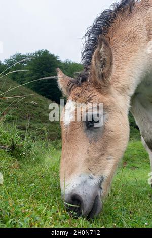 Tête de lit de poney basque semi-feral Pottok paître sur l'herbe de près dans les pâturages de montagne des Pyrénées Banque D'Images