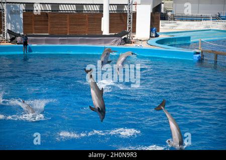 Spectacle de dauphins dans un aquarium, Espagne Banque D'Images