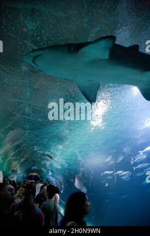 L'Océanografic, un oceanarium situé sur le lit sec de la rivière Turia au sud-est du centre-ville de Valence, Espagne, Banque D'Images