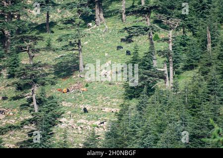 Vue panoramique depuis le parc national de Chelia.Forêt de cèdre de l'Atlas Banque D'Images