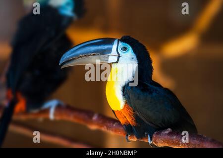 Toucan oiseau avec grand nez noir ou bec assis sur la branche dans la forêt. Banque D'Images