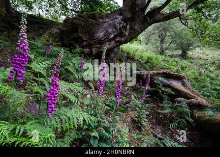 Foxgloves poussant sauvage dans les fougères et saumâtre dans les bois près de Rydal, Lake District, Cumbria, Angleterre, Royaume-Uni Banque D'Images