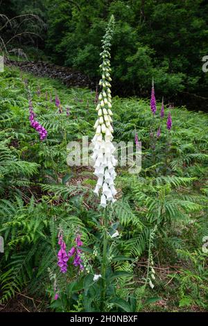 Foxgloves poussant à l'état sauvage au saumâtre près de Rydal, y compris une variante blanche rare, Lake District, Cumbria, Angleterre, Royaume-Uni Banque D'Images