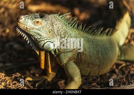 Iguana reptile vert se prélassant au soleil sur le sol de la forêt. Banque D'Images